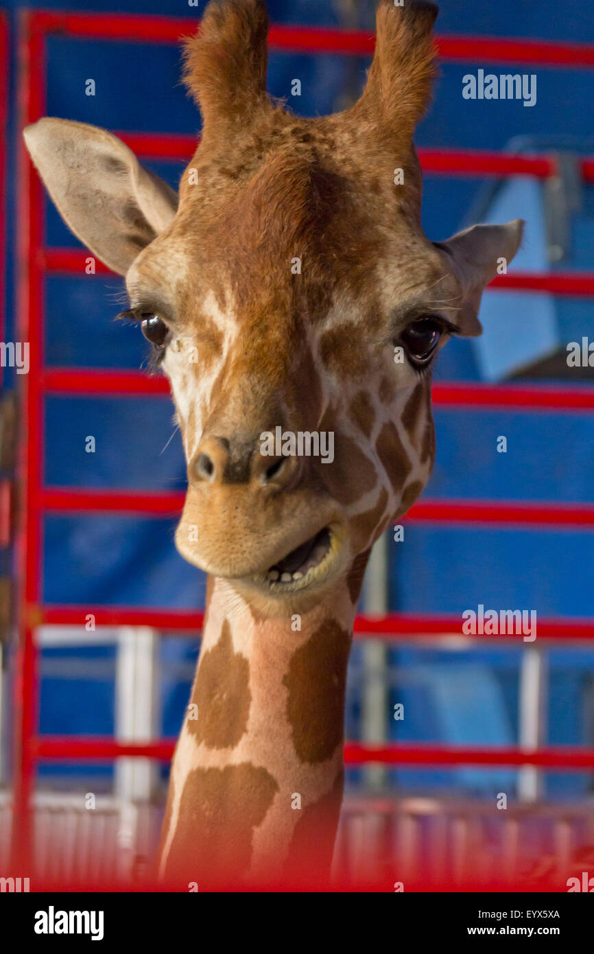 Close up giraffe volto al carnevale estivo fair presentano Foto Stock