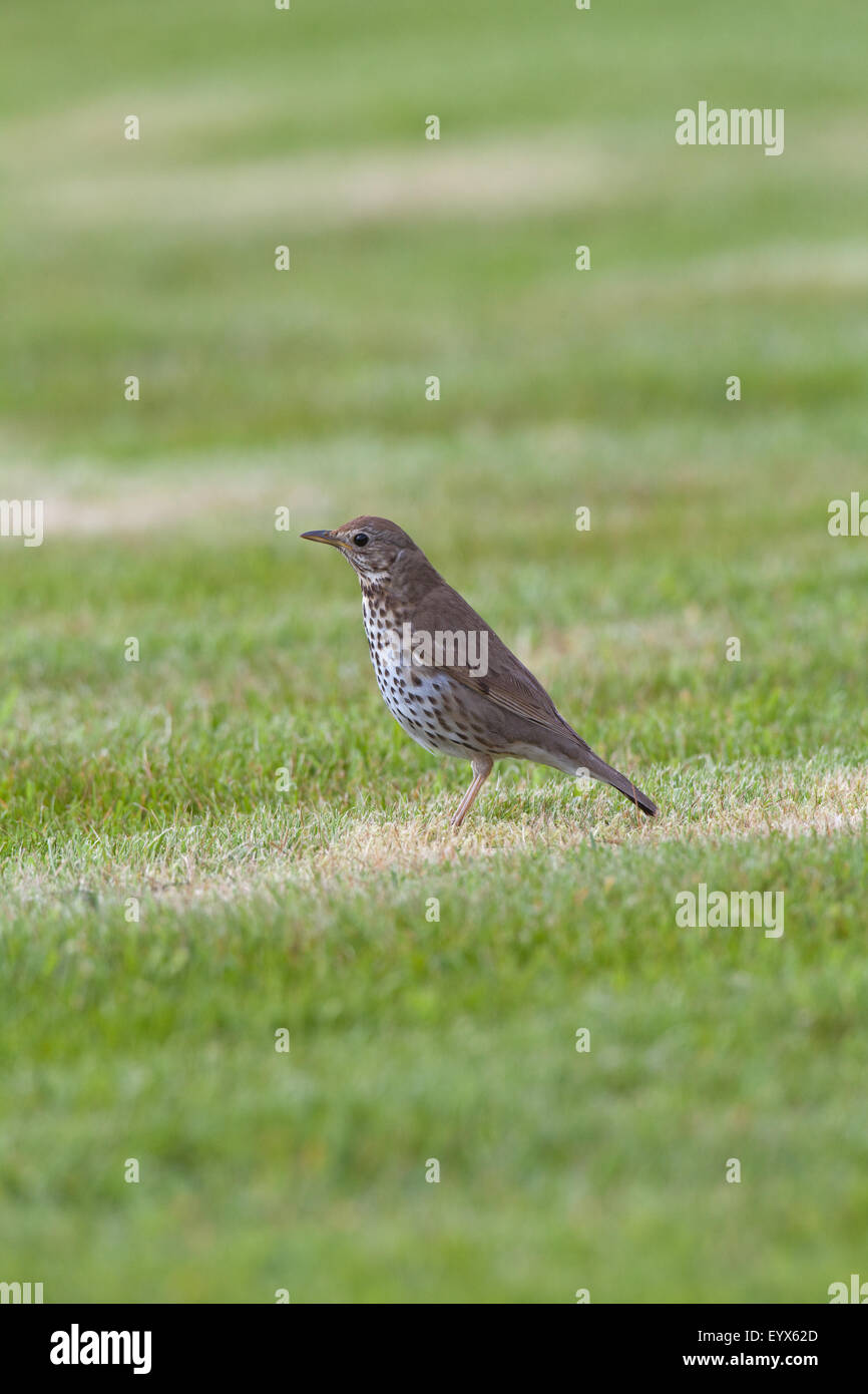 Tordo Bottaccio (Turdus philomelos). Ricerca di invertebrati su un recente prato falciato. Maggio. Abbey Gardens. Iona. La Scozia. Foto Stock