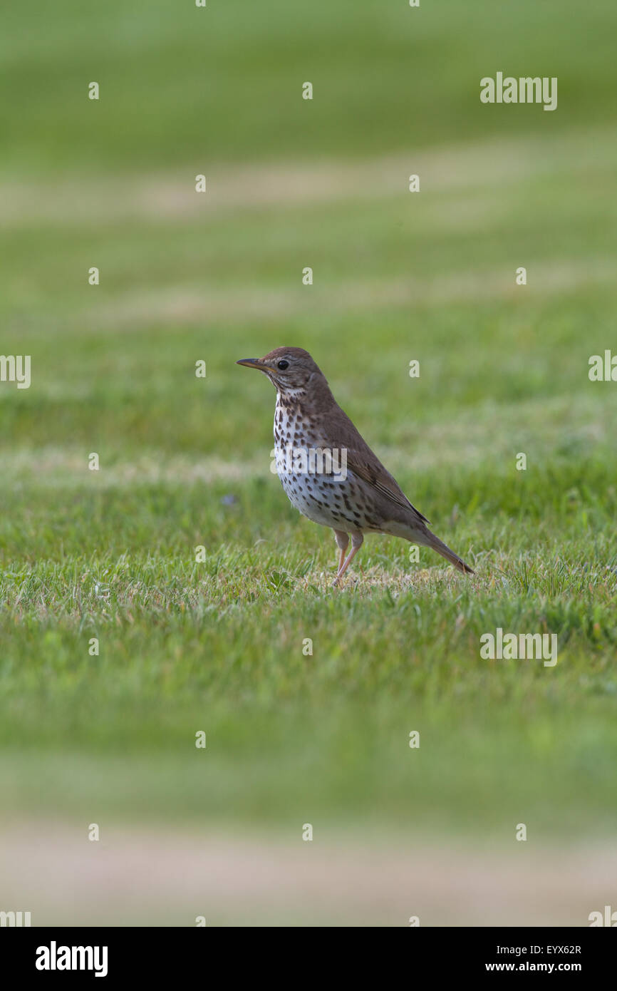 Tordo Bottaccio (Turdus philomelos). Ricerca di invertebrati su un recente prato falciato. Maggio. Abbey Gardens. Iona. La Scozia. Foto Stock