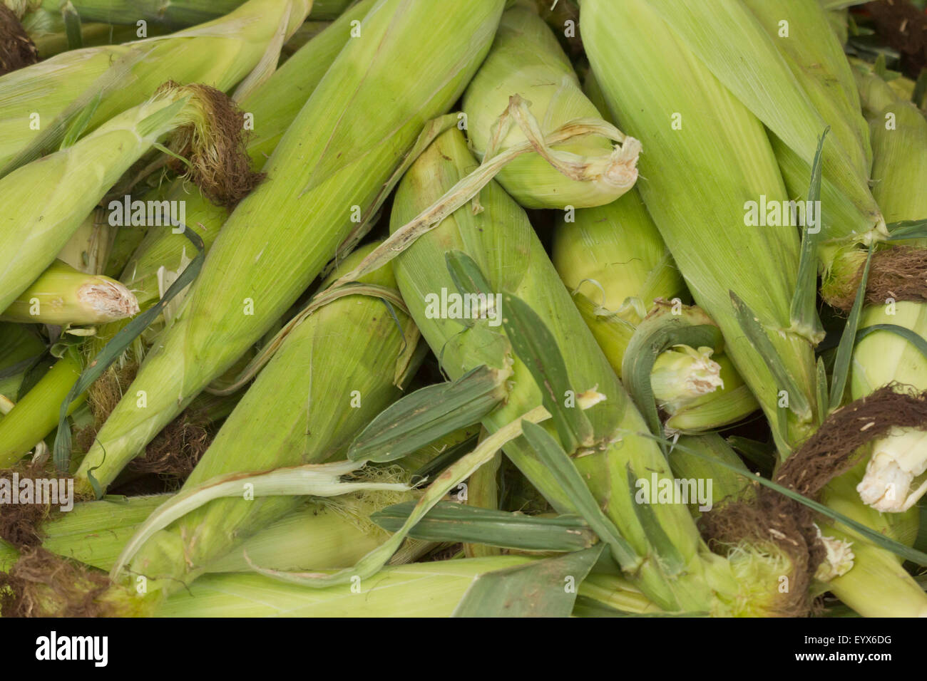 Spighe fresche di mercato degli agricoltori il mais sul display del giorno di estate Foto Stock