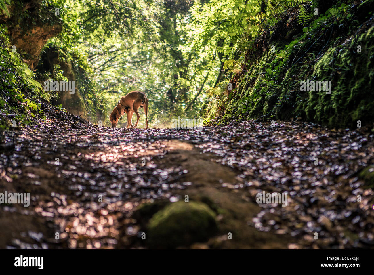 Mattina nella foresta Foto Stock