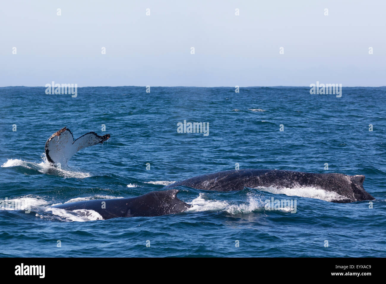 Tre Balene Humpback affiorante al largo di Knysna, Sud Africa Foto Stock