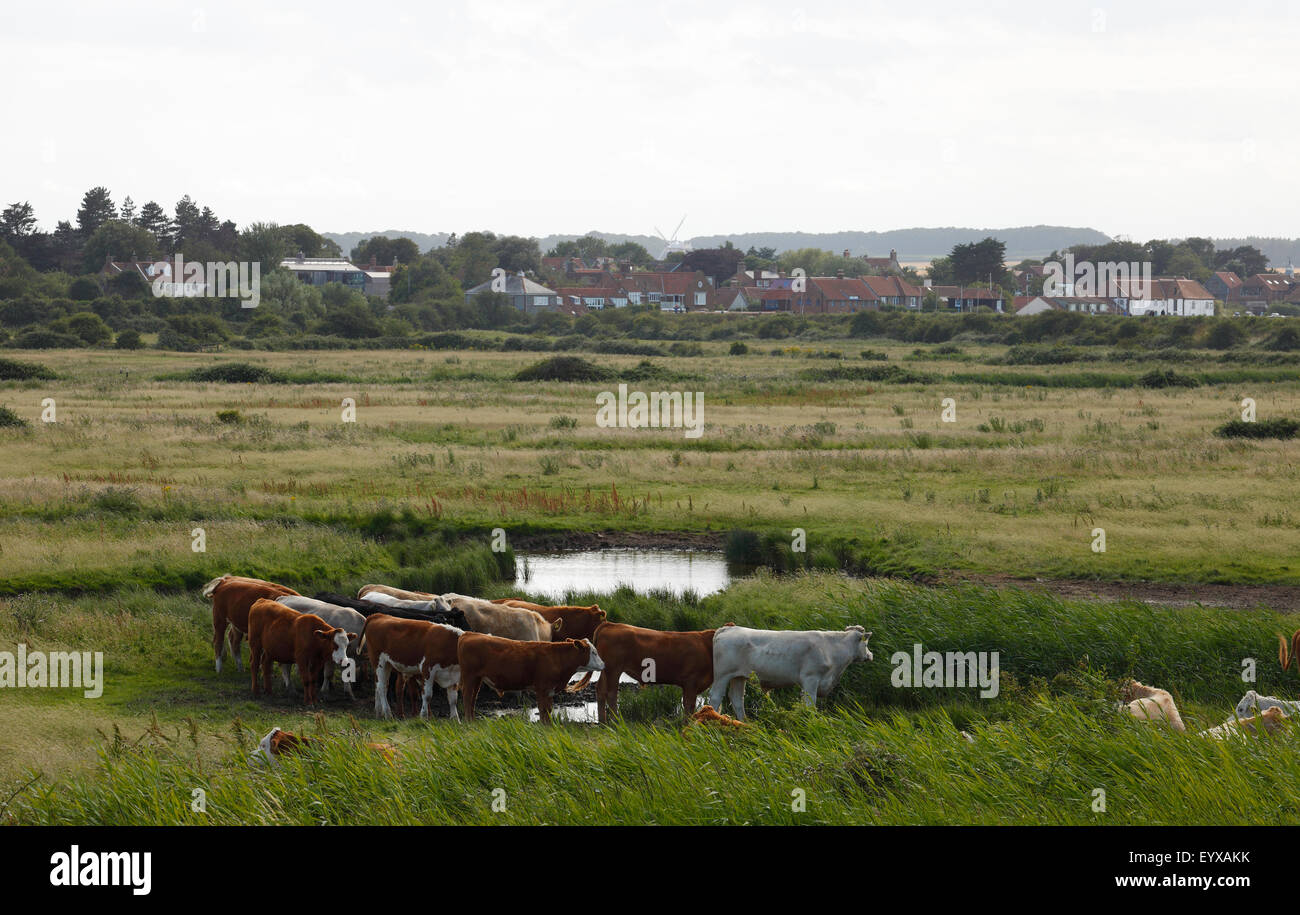 Bestiame sul pascolo su Norfolk paludi con il villaggio di Burnham Overy Staithe in background. Foto Stock