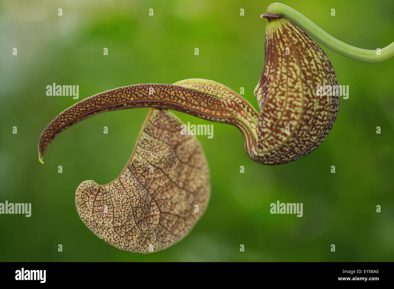 Aristolochia ringens Foto Stock