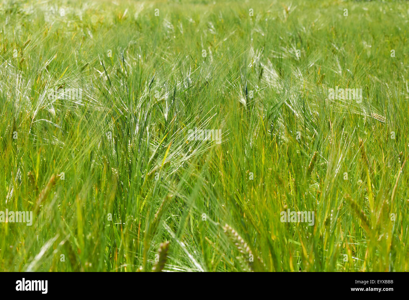 Campo di orzo con quasi mature orecchie verde Foto Stock