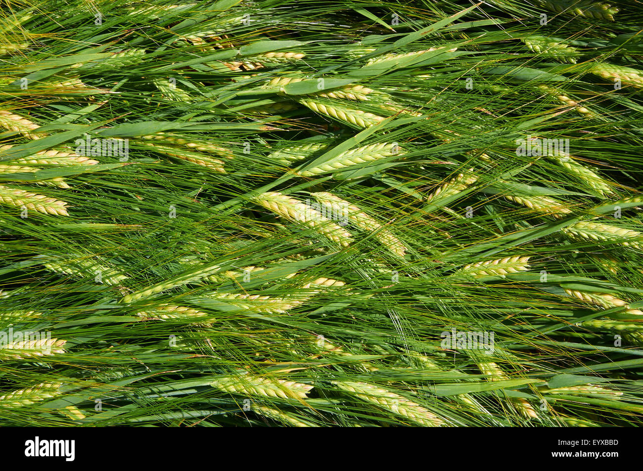 Che stabilisce le cannucce di maturazione verde-giallo orzo Foto Stock