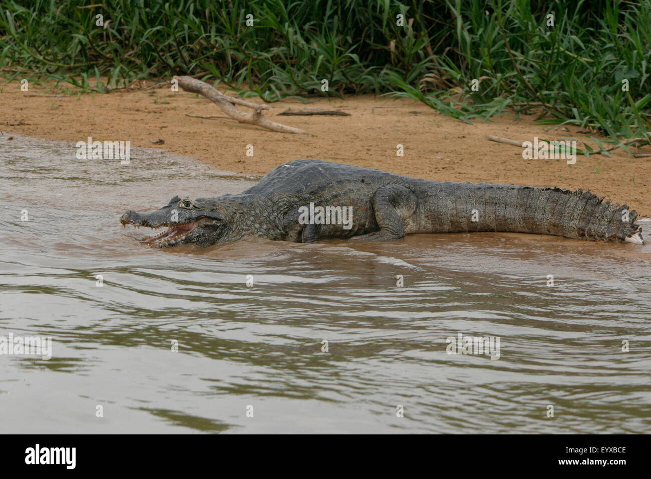 Un avviso, in bilico, Caimano del Pantanal, Mato Grosso do Sul Regione del Brasile Foto Stock