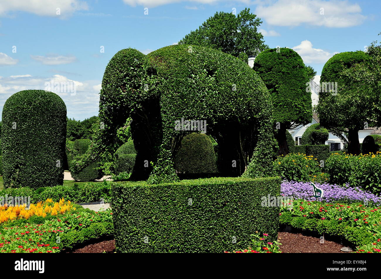 Portsmouth, Rhode Island: un immenso topiaria da elefante e agganciati gli alberi ad animali Verde Giardini Topiaria da Foto Stock