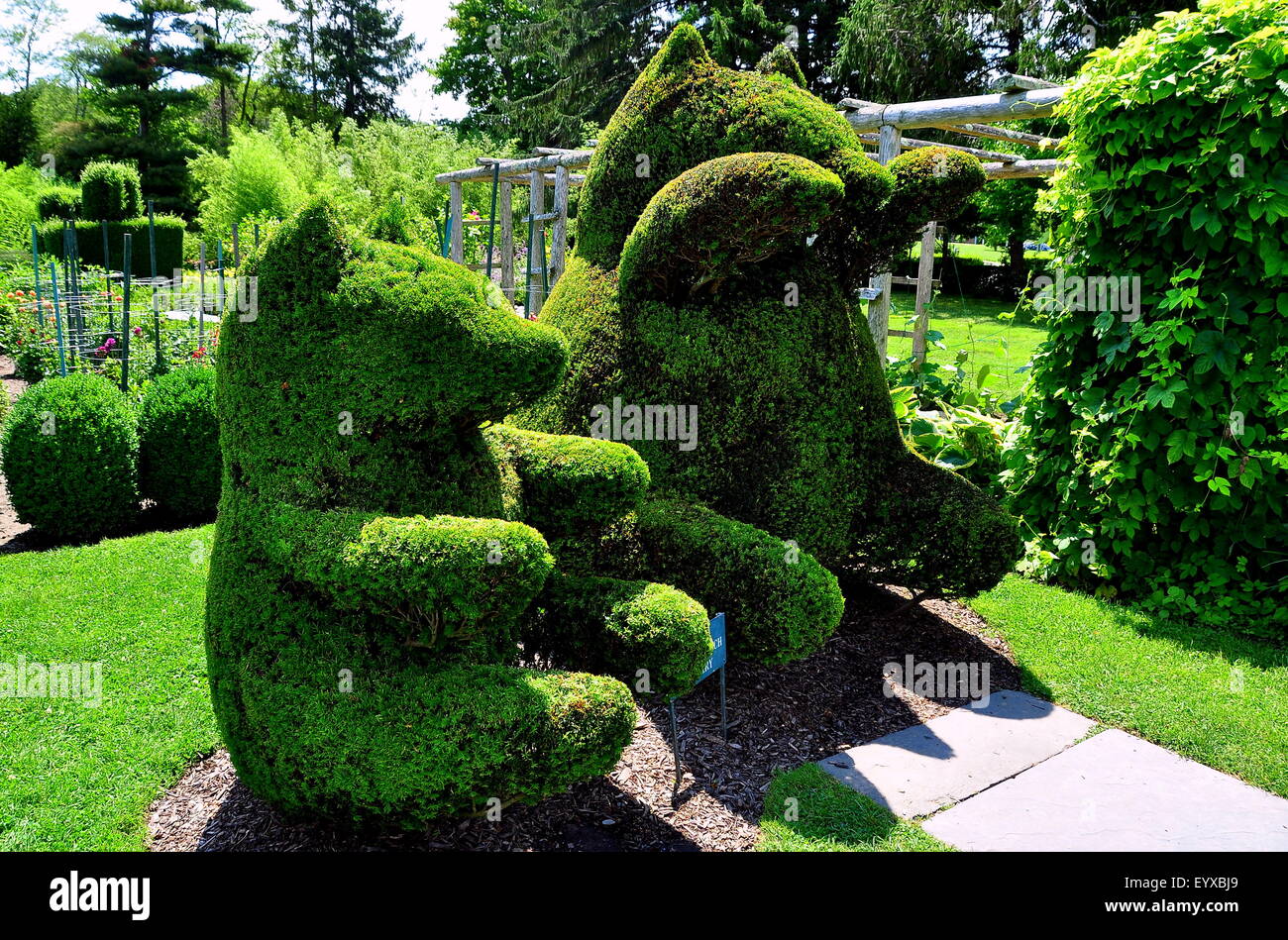 Portsmouth, Rhode Island: Due seduta bear topiaries creato da Yew boccole a verde Topiaria da animali Gardens Foto Stock