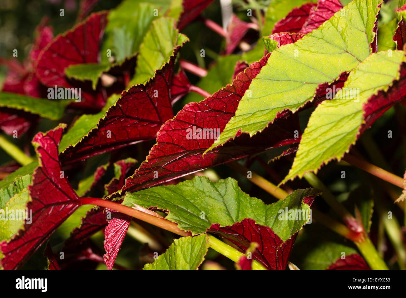 Ricco di colore rosso scuro inferiori aggiungere attrazione per le grandi foglie in forma selezionata di Begonia grandis var. evansiana 'Sapporo' Foto Stock