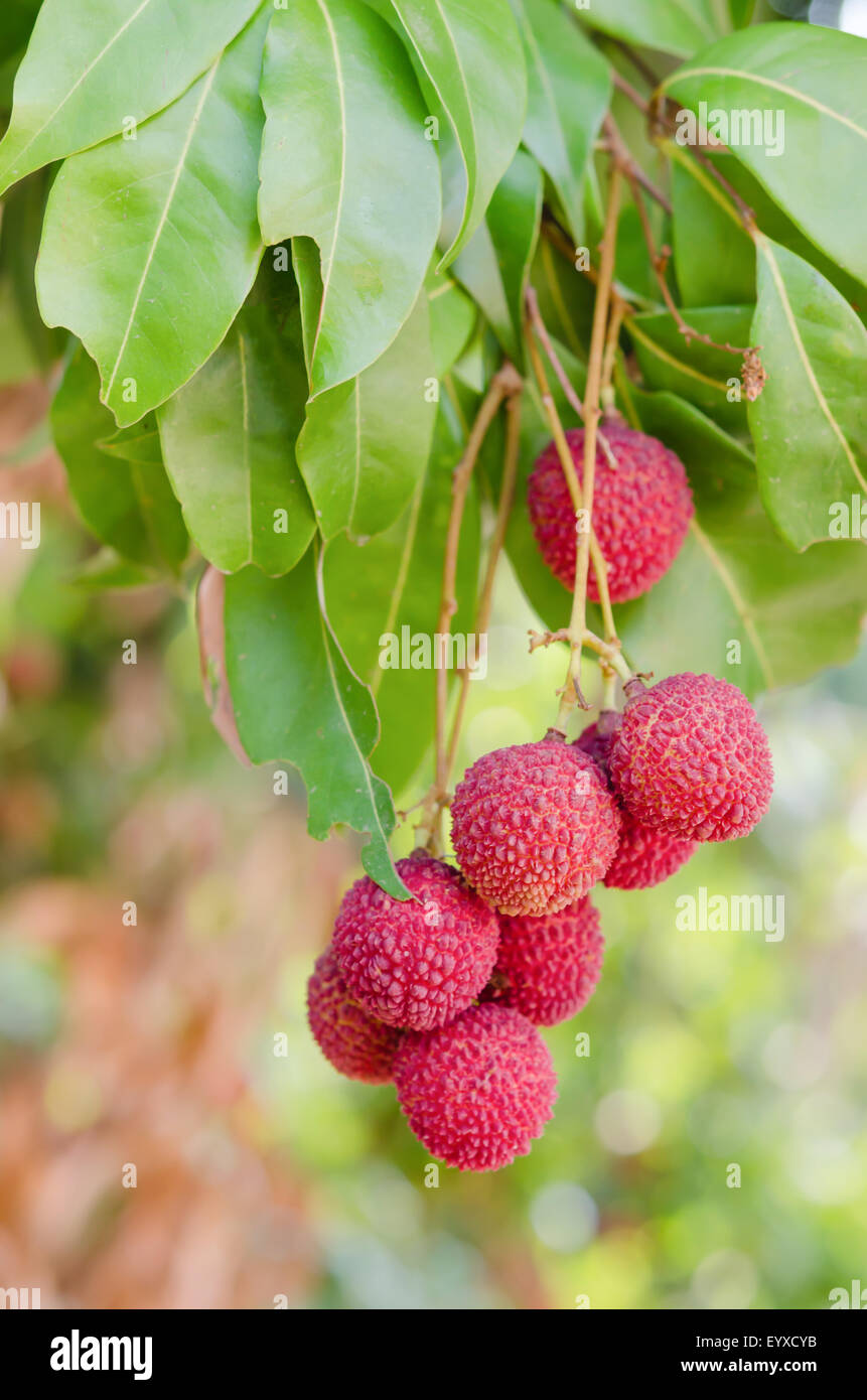Litchi freschi su albero di litchi Orchard Foto Stock