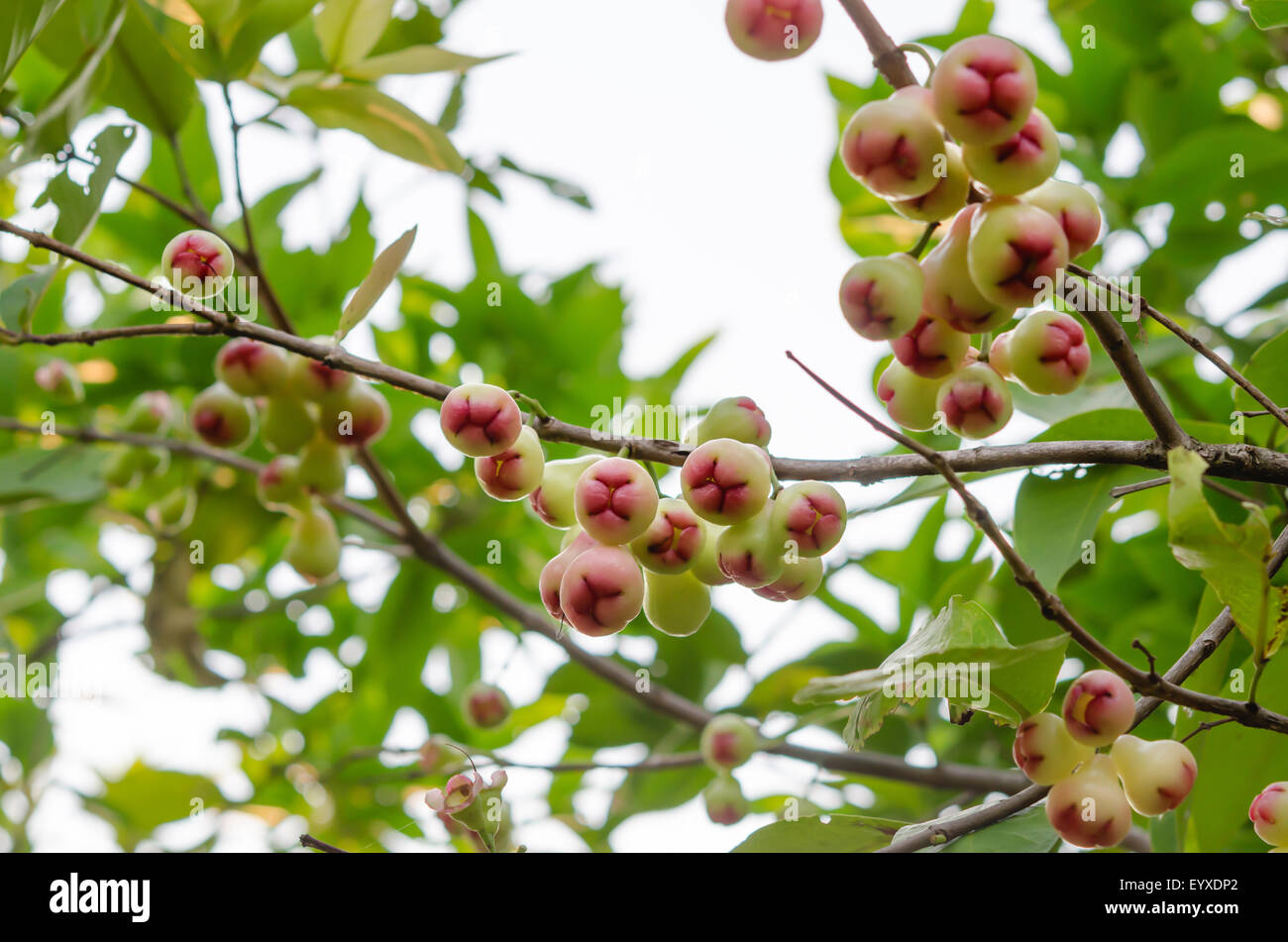 Rose mele o chomphu su albero in Orchard Foto Stock