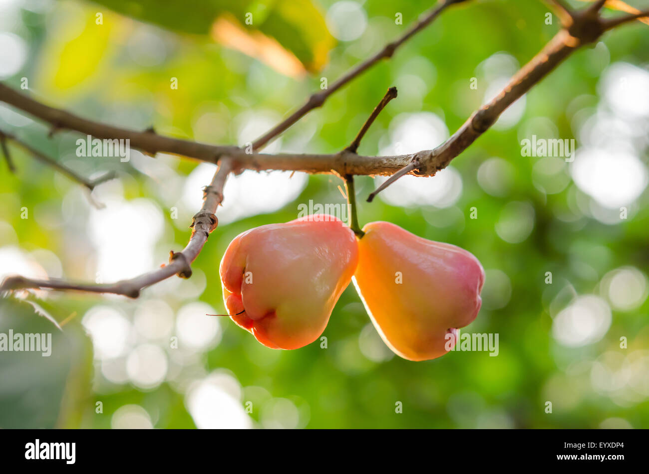 Rose mele o chomphu su albero in Orchard Foto Stock