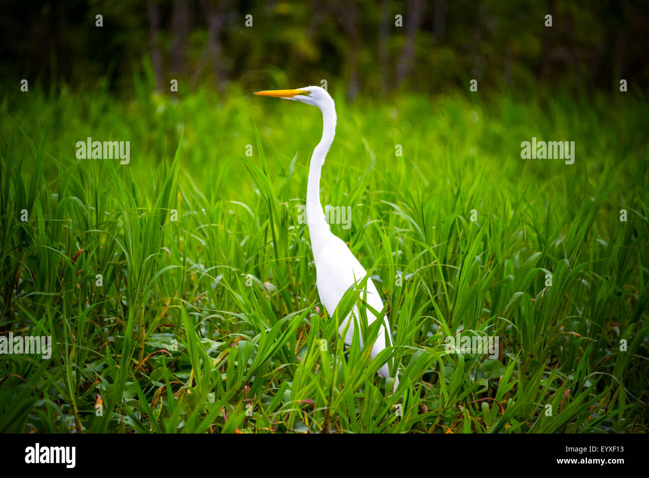 Grande airone bianco nel lussureggiante verde erba nella foresta amazzonica vicino a Iquitos, Perù Foto Stock