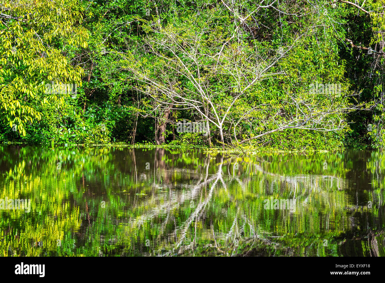 Lussureggiante fogliame verde della foresta pluviale amazzonica si riflette in un fiume vicino a Iquitos, Perù Foto Stock