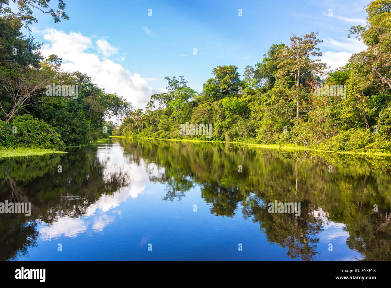 Amazon rain forest perfettamente riflessa in un piccolo fiume vicino a Iquitos, Perù Foto Stock