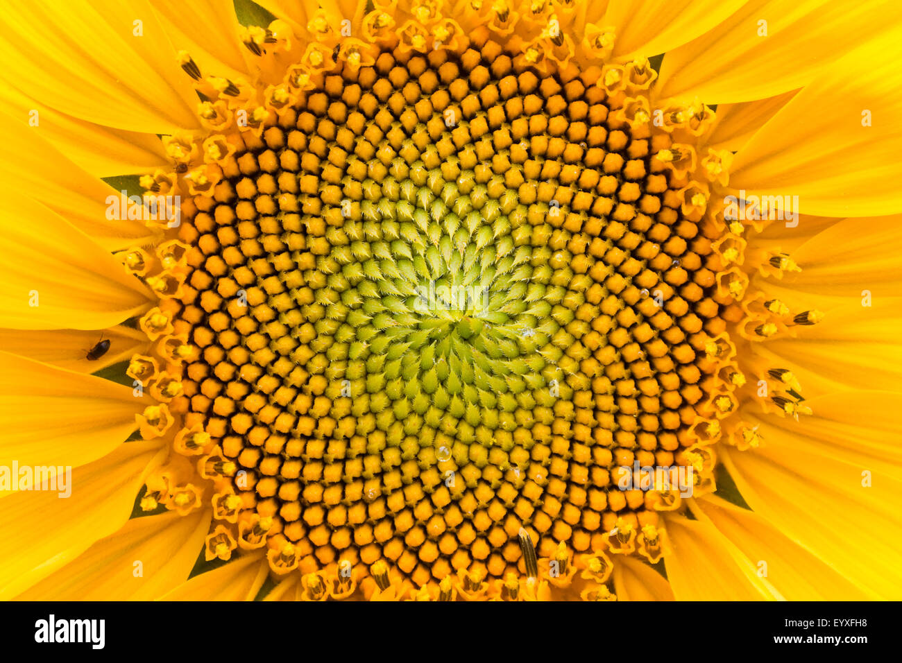 Girasole pattern flowerhead Foto Stock