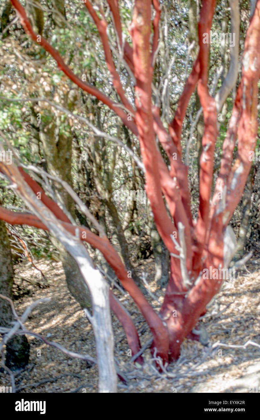 Manzanita alberi con le loro belle in legno rosso, sono parte del chaparral biome in California. Foto Stock