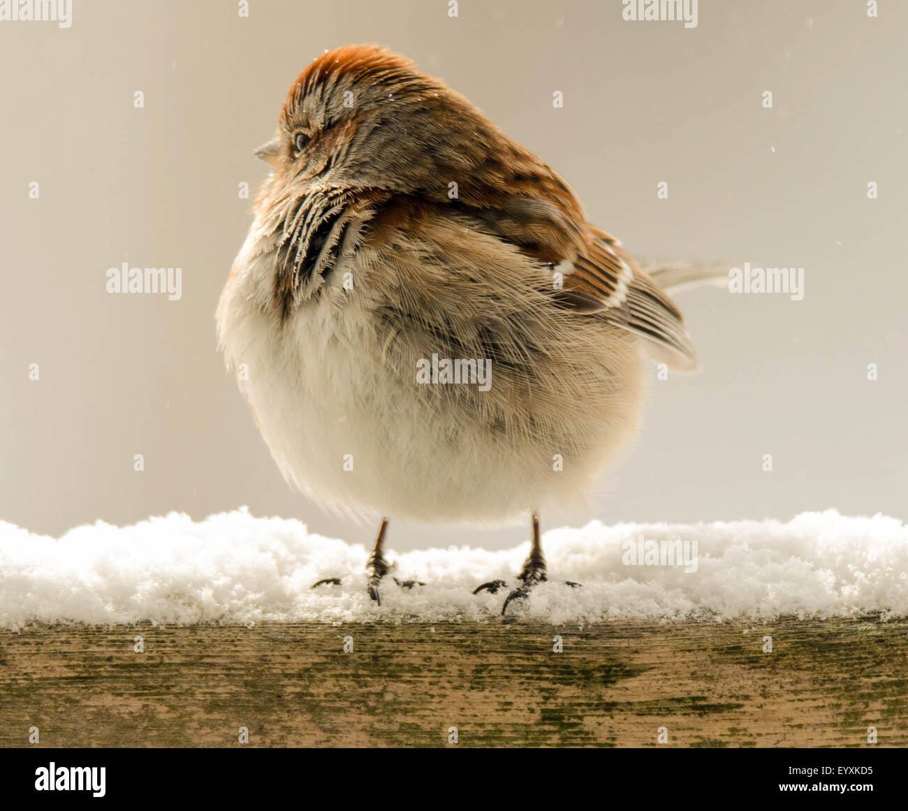 Sparrow gonfi perché era così freddo. Foto Stock