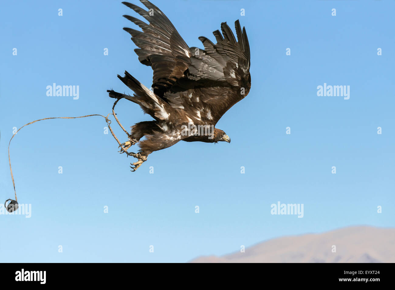 Golden Eagle volo libero, a ovest di Olgii, Mongolia occidentale Foto Stock