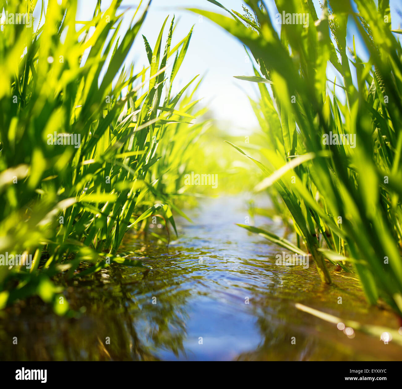 Meadow creek con erba verde, estate, close up foto Foto Stock