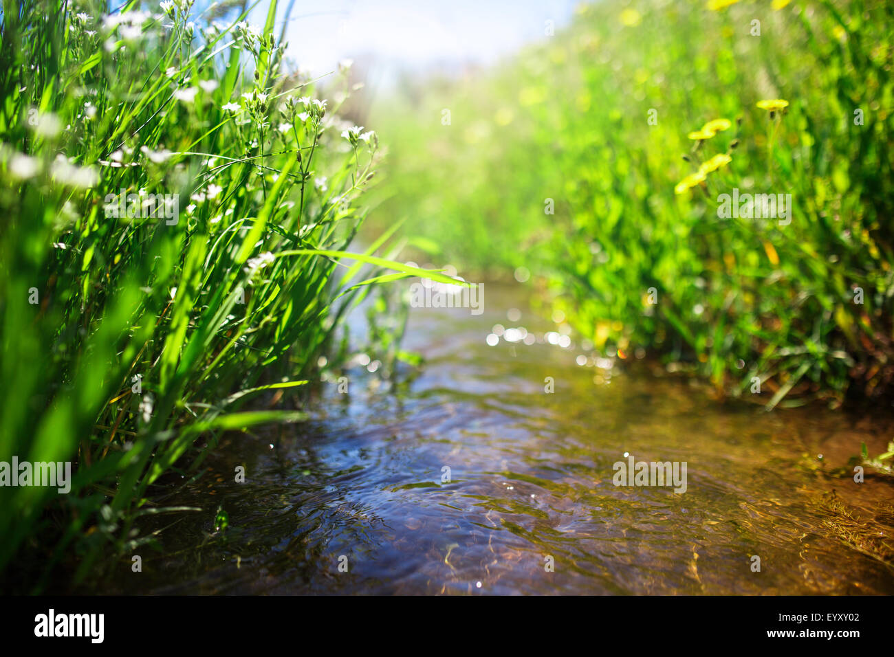 Meadow creek con erba verde, estate, close up foto Foto Stock