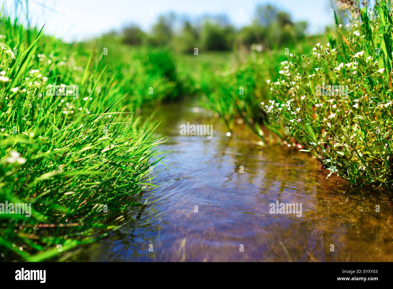 Meadow creek con erba verde, estate, close up foto Foto Stock
