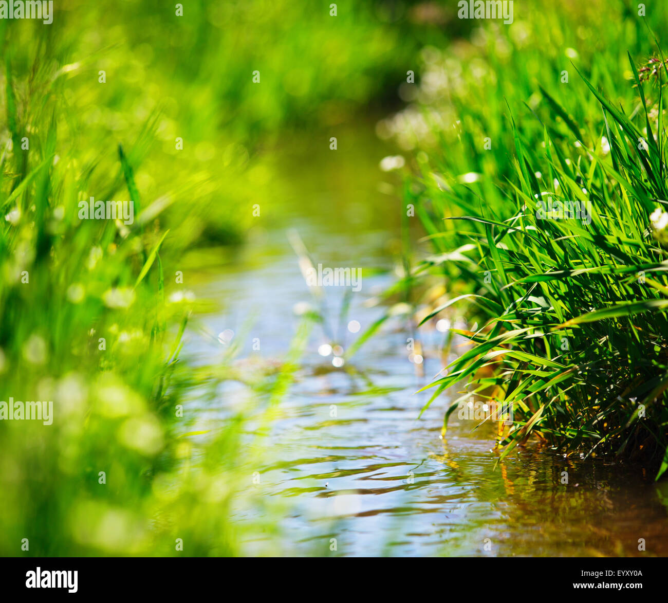 Meadow creek con erba verde, estate, close up foto Foto Stock