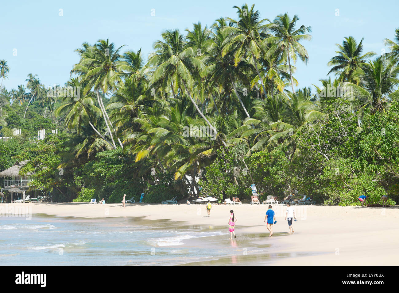 Spiaggia, con palme, Mirissa, sud della provincia, Oceano Indiano, Ceylon, Sri Lanka Foto Stock