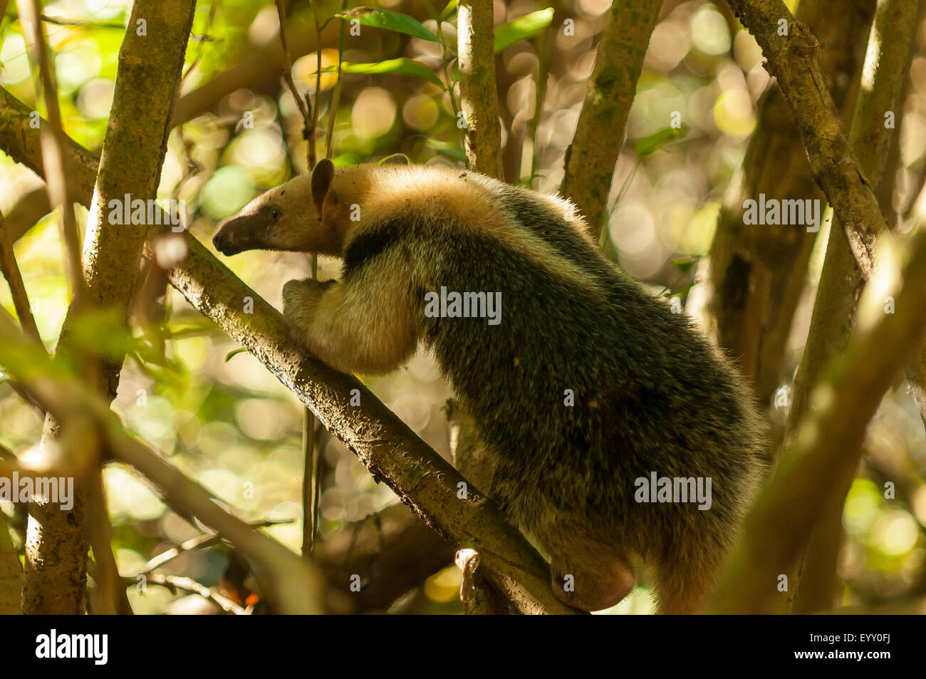 Tamandua tetradactyla, Anteater a collare, Araras Lodge, Pantanal, Brasile Foto Stock