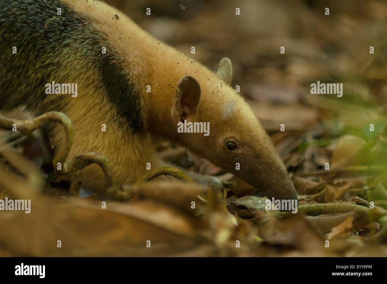 Tamandua tetradactyla, Anteater a collare, Araras Lodge, Pantanal, Brasile Foto Stock