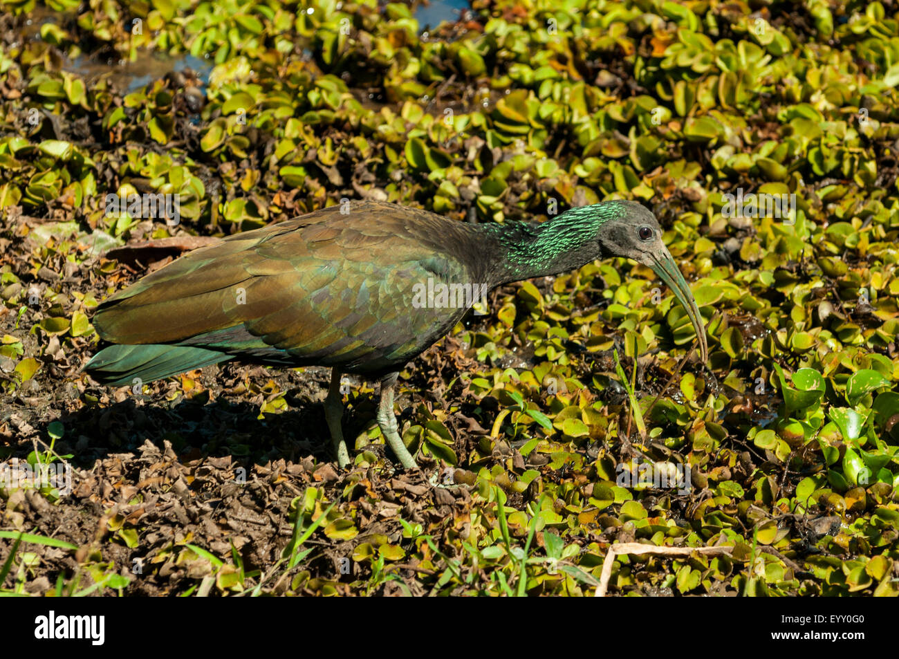 Mesembrinibis cayennensis, Verde Ibis, Araras Lodge, Pantanal, Brasile Foto Stock