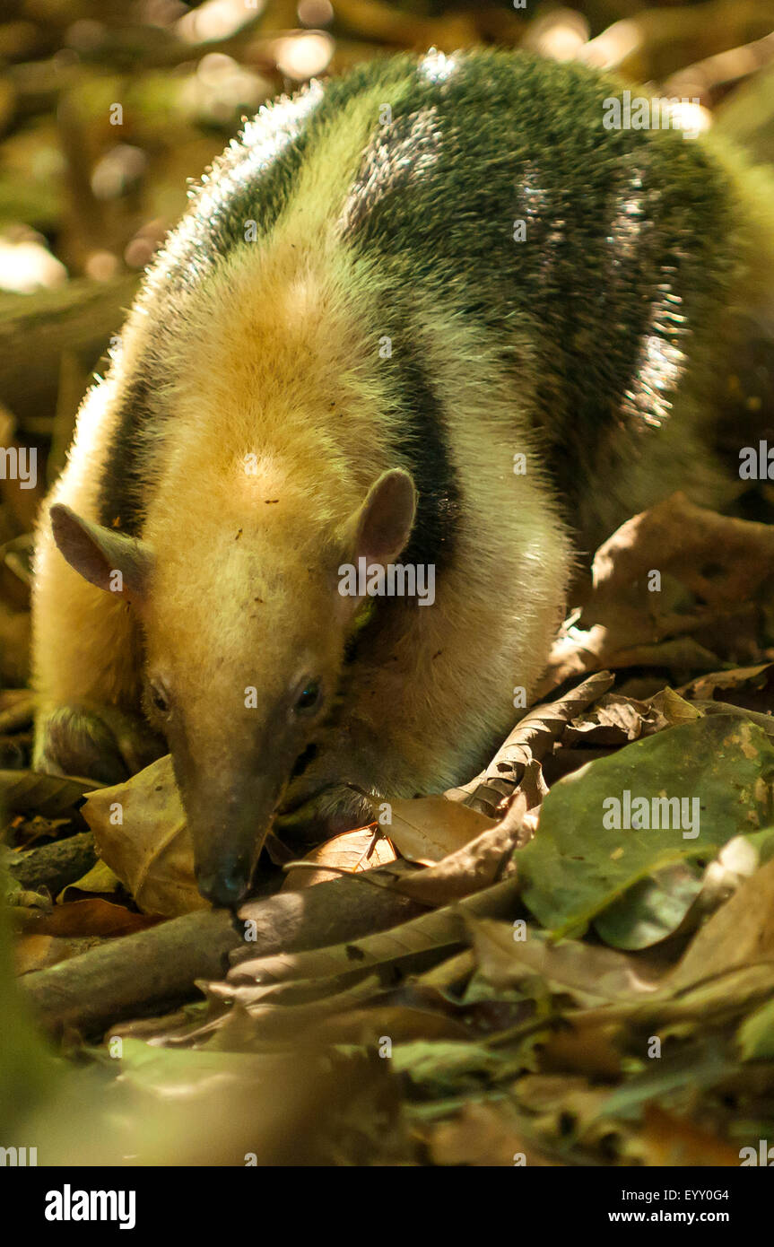 Tamandua tetradactyla, Anteater a collare, Araras Lodge, Pantanal, Brasile Foto Stock