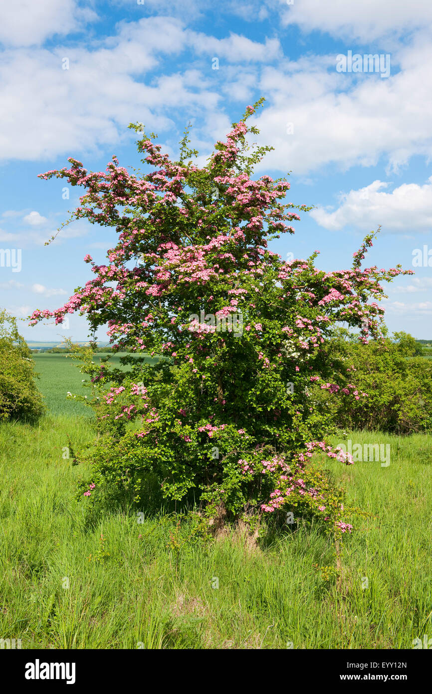 Biancospino (Crataegus monogyna) con fiori di colore rosa, Turingia, Germania Foto Stock
