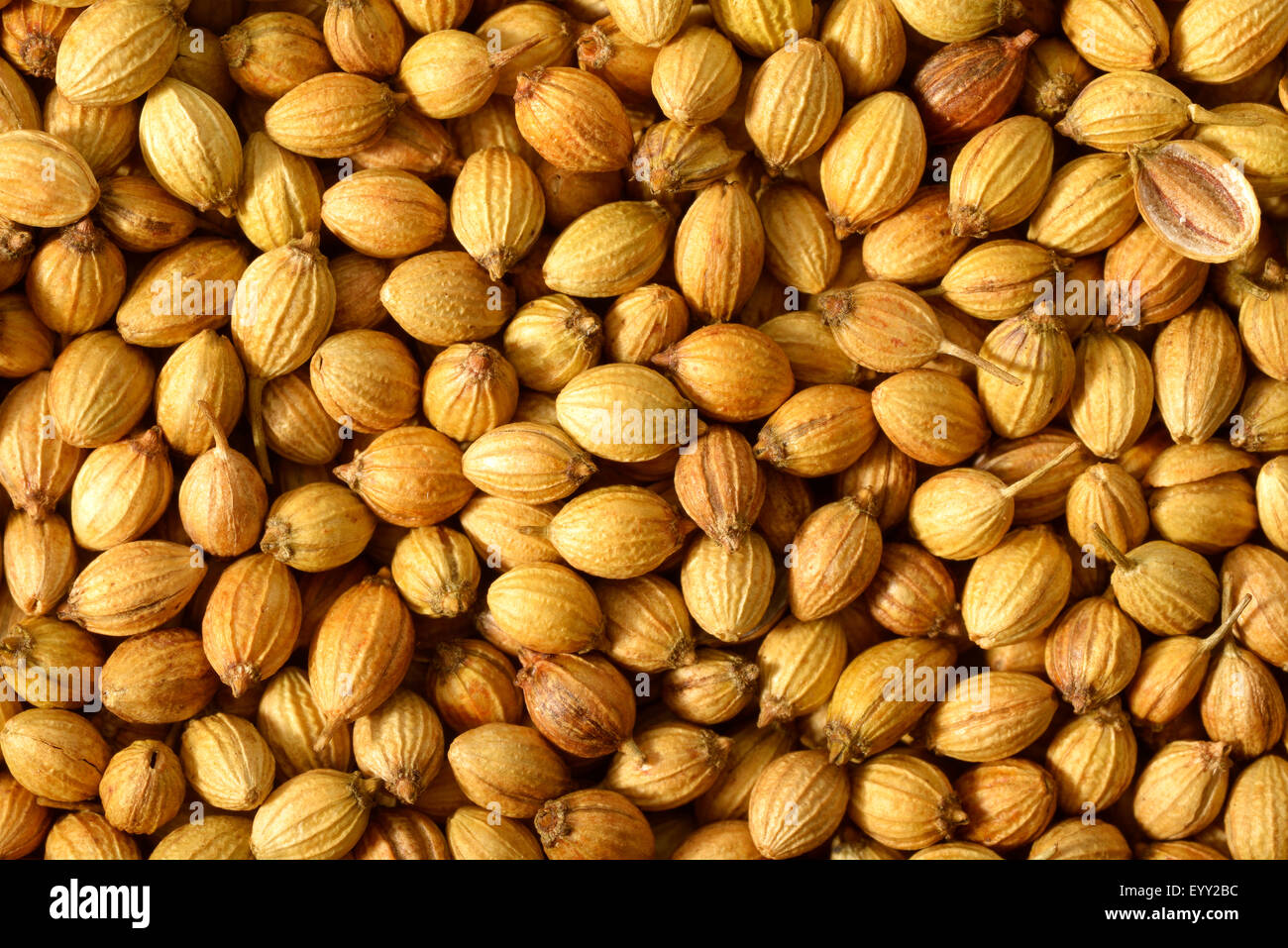 Close up di arrosto di semi di coriandolo. Foto Stock