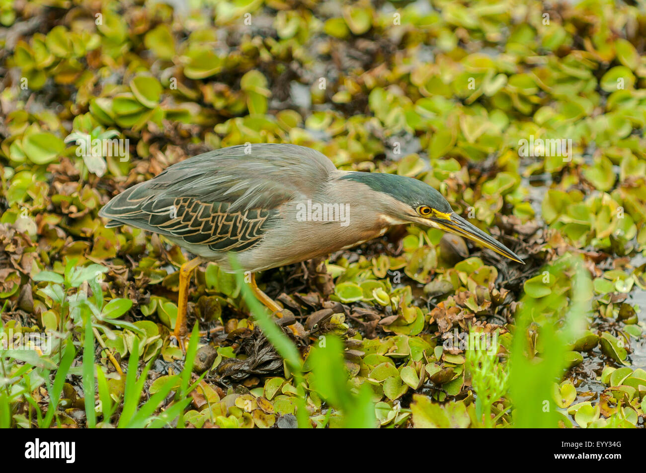 Butorides striata, Airone striato, Araras Lodge, Pantanal, Brasile Foto Stock