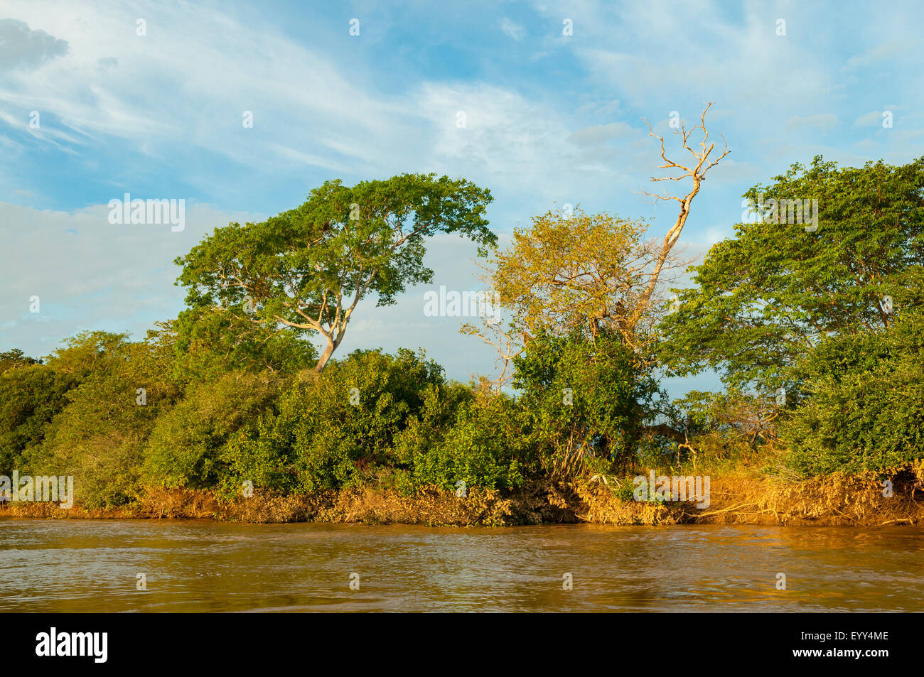 Banca di fiume Cuiaba, Pantanal, Brasile Foto Stock