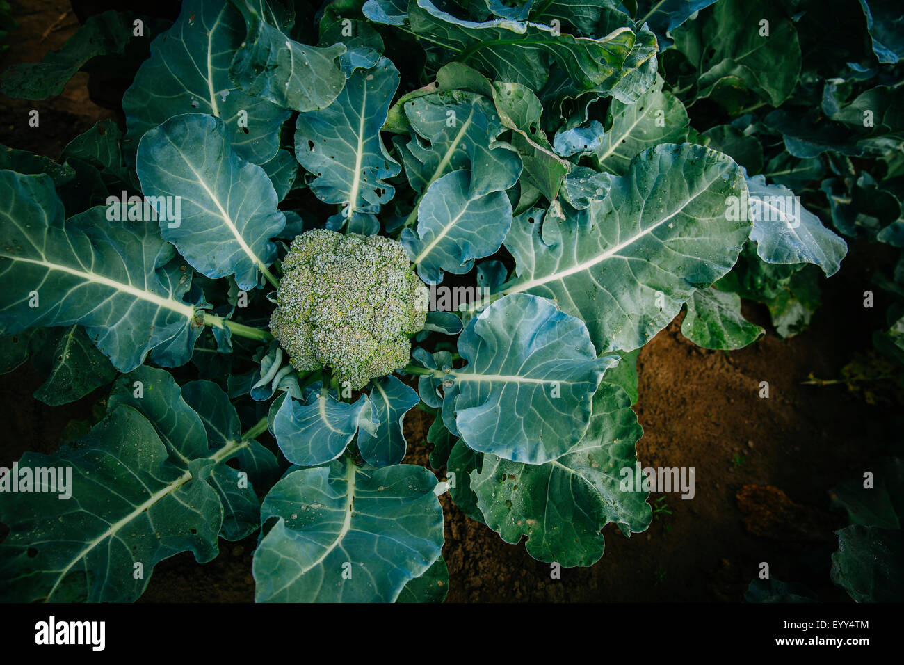 Close up di broccoli in crescita in giardino Foto Stock