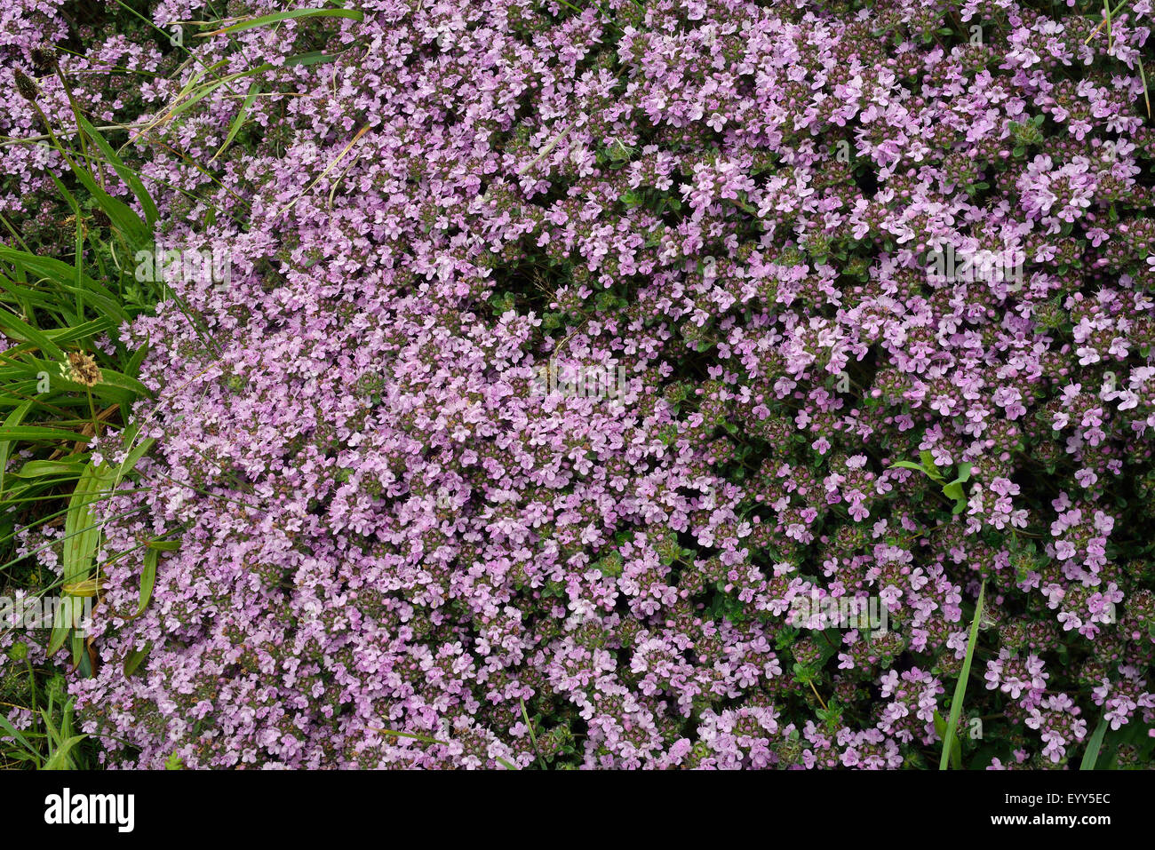 Il timo serpillo - Thymus polytrichus crescente sulla banca Foto Stock