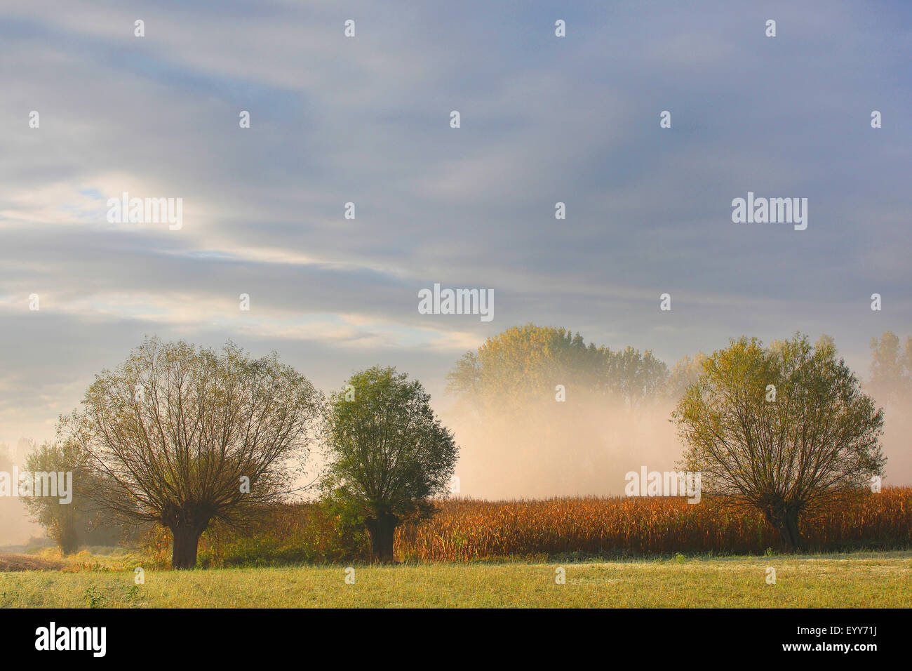 Willow, vimini (Salix spec.), fila di pollard salici con sunrise e la nebbia, Belgio Foto Stock