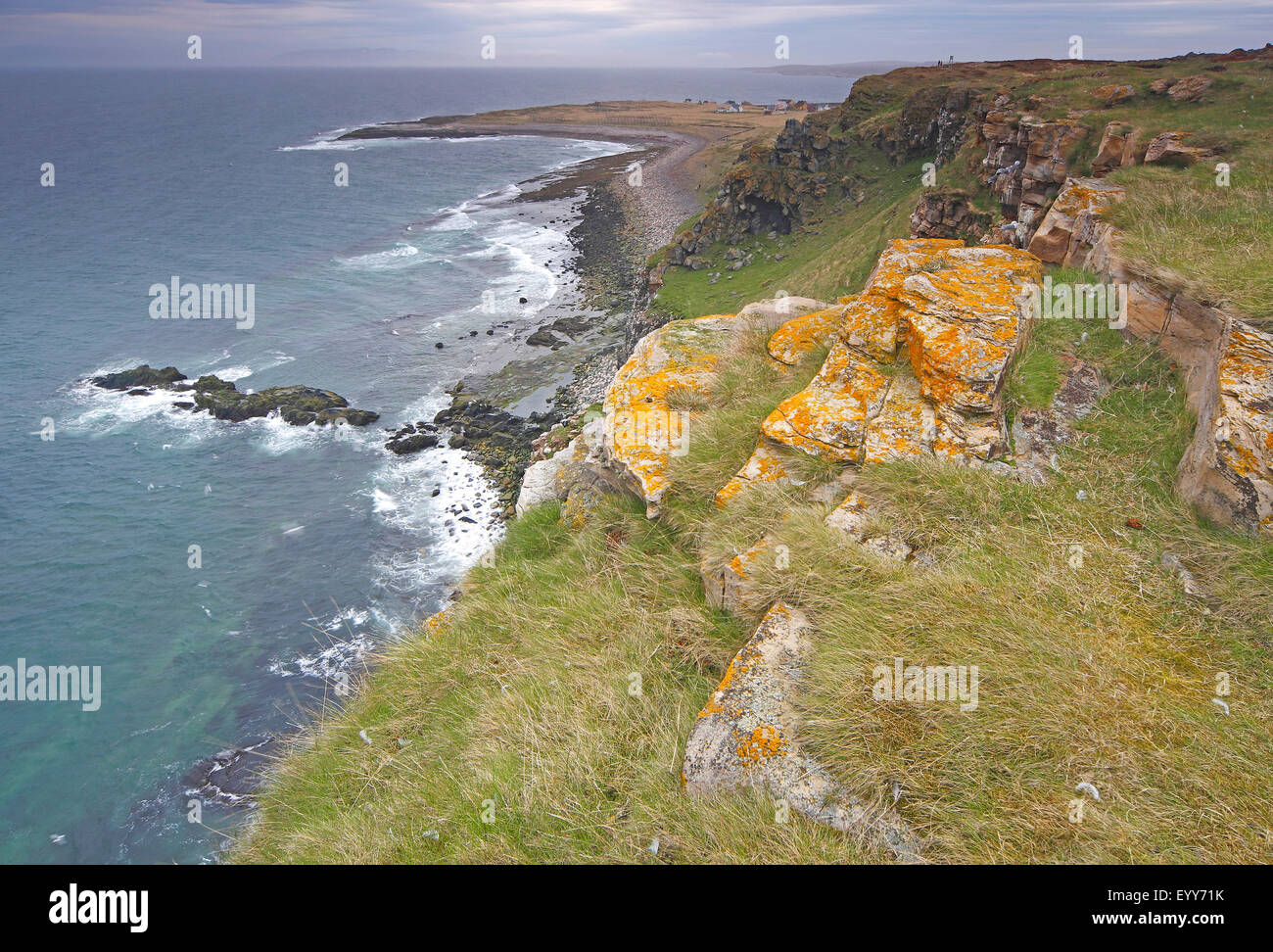 Cliffbirds, birdcolony sulla cima della scogliera sul mare, Norvegia Foto Stock