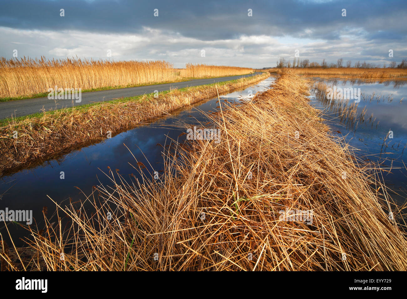 Erba reed, cannuccia di palude (Phragmites communis, Phragmites australis), sulla strada della spalla, Uitkerkse polder, Belgio Foto Stock