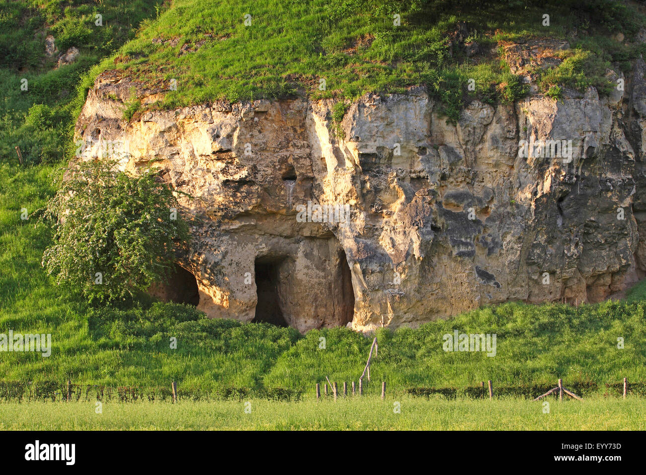 Roccia calcarea nella regione Zuid-Limburg, Paesi Bassi Foto Stock