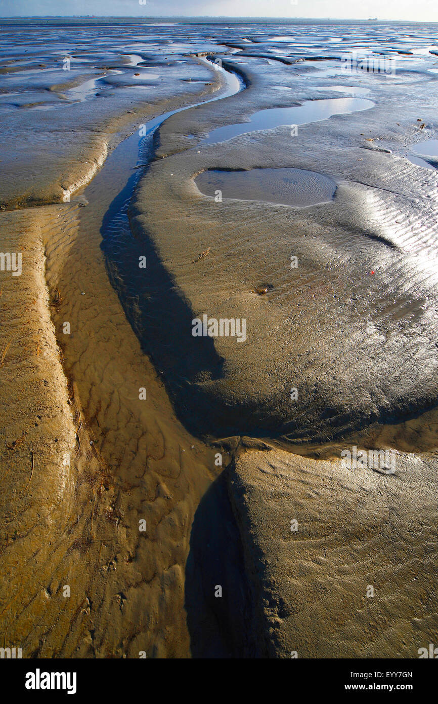 Velme lungo Westerschelde, Belgio Foto Stock