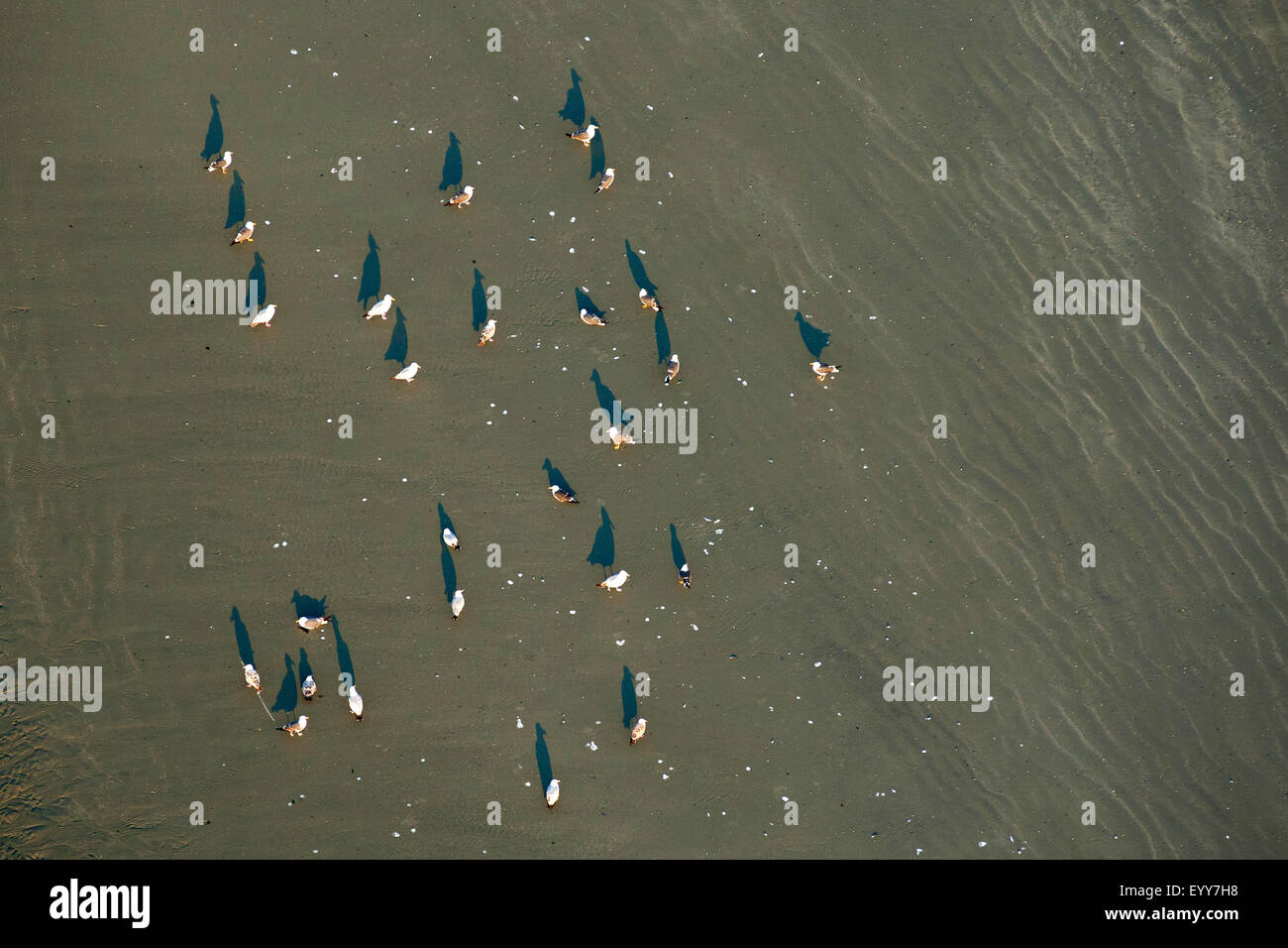 I gabbiani (Larinae), Gabbiani sulla spiaggia, Belgio Fiandre Foto Stock