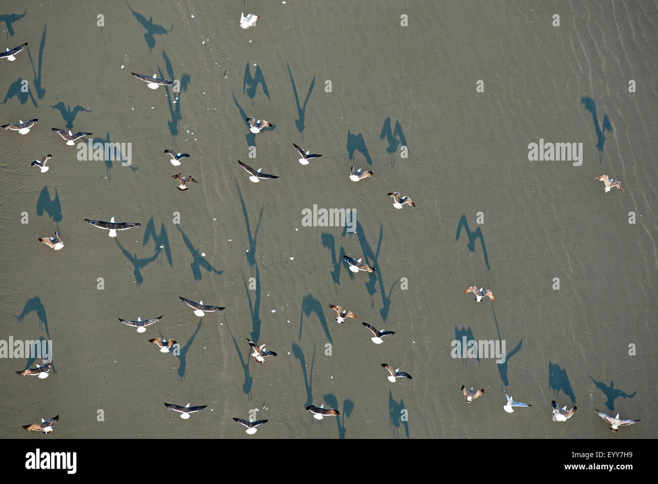 Vista aerea a volare i gabbiani sulla spiaggia, Belgio, Fiandre, Knokke Foto Stock