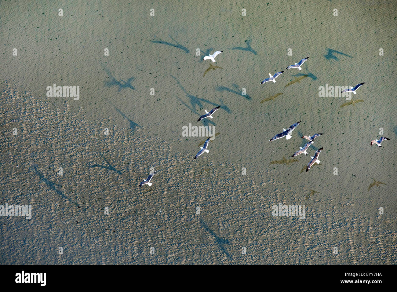 Vista aerea a volare i gabbiani sulla spiaggia, Belgio Fiandre Foto Stock