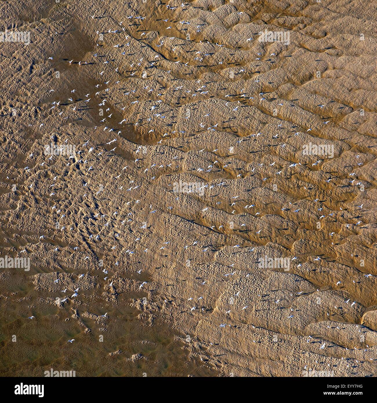 Vista aerea a volare i gabbiani sulla spiaggia, Belgio, Fiandre, Knokke Foto Stock