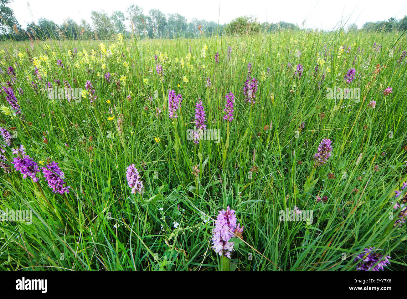 Western marsh-orchid (Dactylorhiza majalis), orchidea prato con western marsh-orchidee e maggiore giallo-battito (Rhinanthus angustifolius) presso la riserva naturale Vallei van de Zuidleie, Belgio Foto Stock