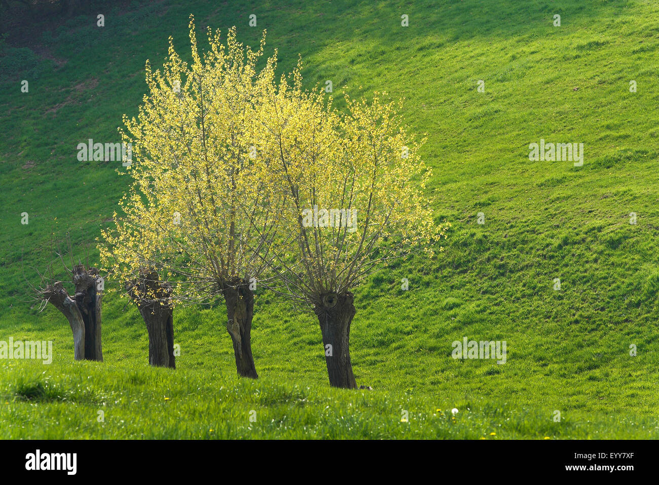 Willow, vimini (Salix spec.), Fila di alberi di salice in primavera, Belgio Foto Stock